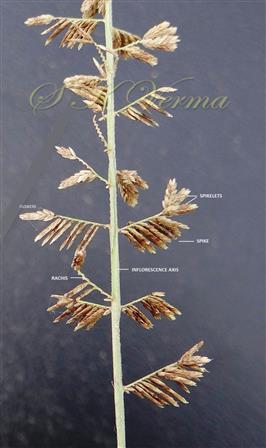  Inflorescence - a part